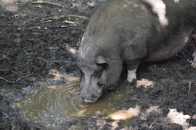 必将以其 必将以其
