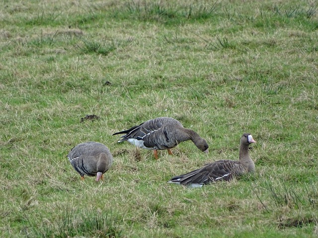内马尔的非 内马尔的非
